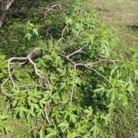 Jatropha glandulifera Roxb.